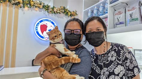 manila feline center|Manila Feline Center (@manilafelinecenter) .